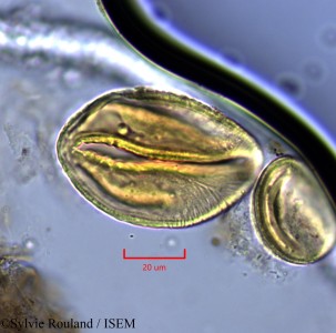 Neptunia oleracea - lame n° 2144