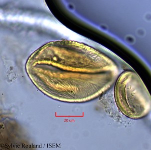 Neptunia oleracea - lame n° 2144