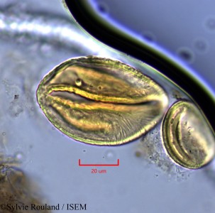 Neptunia oleracea - lame n° 2144