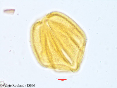 Neptunia plena - lame n° 3930