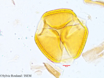 Neptunia plena - lame n° 3930