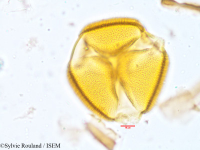 Neptunia plena - lame n° 3930