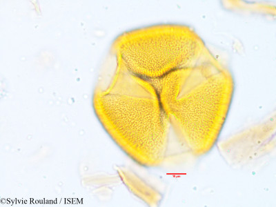 Neptunia plena - lame n° 3930