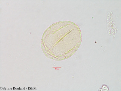 Sylvie.Rouland/Nesogenes_decumbens_3066/Nesogenes_decumbens_3066_0001(copy)_thumb.jpg