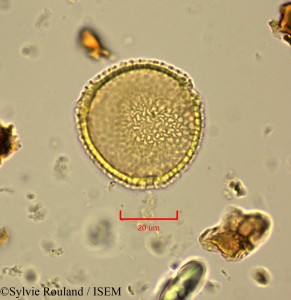 Sylvie.Rouland/Nesogordonia_kabingaensis_2193/Nesogordonia_kabingaensis_2193_0001(copy)_thumb.jpg