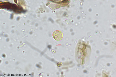 Sylvie.Rouland/Neurocalyx_wightii_5306/Neurocalyx_wightii_5306_0001(copy)_thumb.jpg