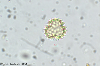 Sylvie.Rouland/Nidorella_arborea_5677/Nidorella_arborea_5677_0001(copy)_thumb.jpg