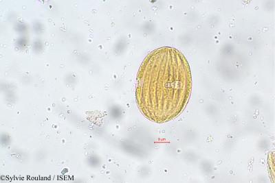 Sylvie.Rouland/Nilgirianthus_asper_5545/Nilgirianthus_asper_5545_0001(copy)_thumb.jpg