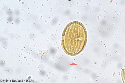 Nilgirianthus asper - lame n° 5545