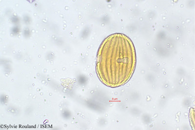 Nilgirianthus asper - lame n° 5545