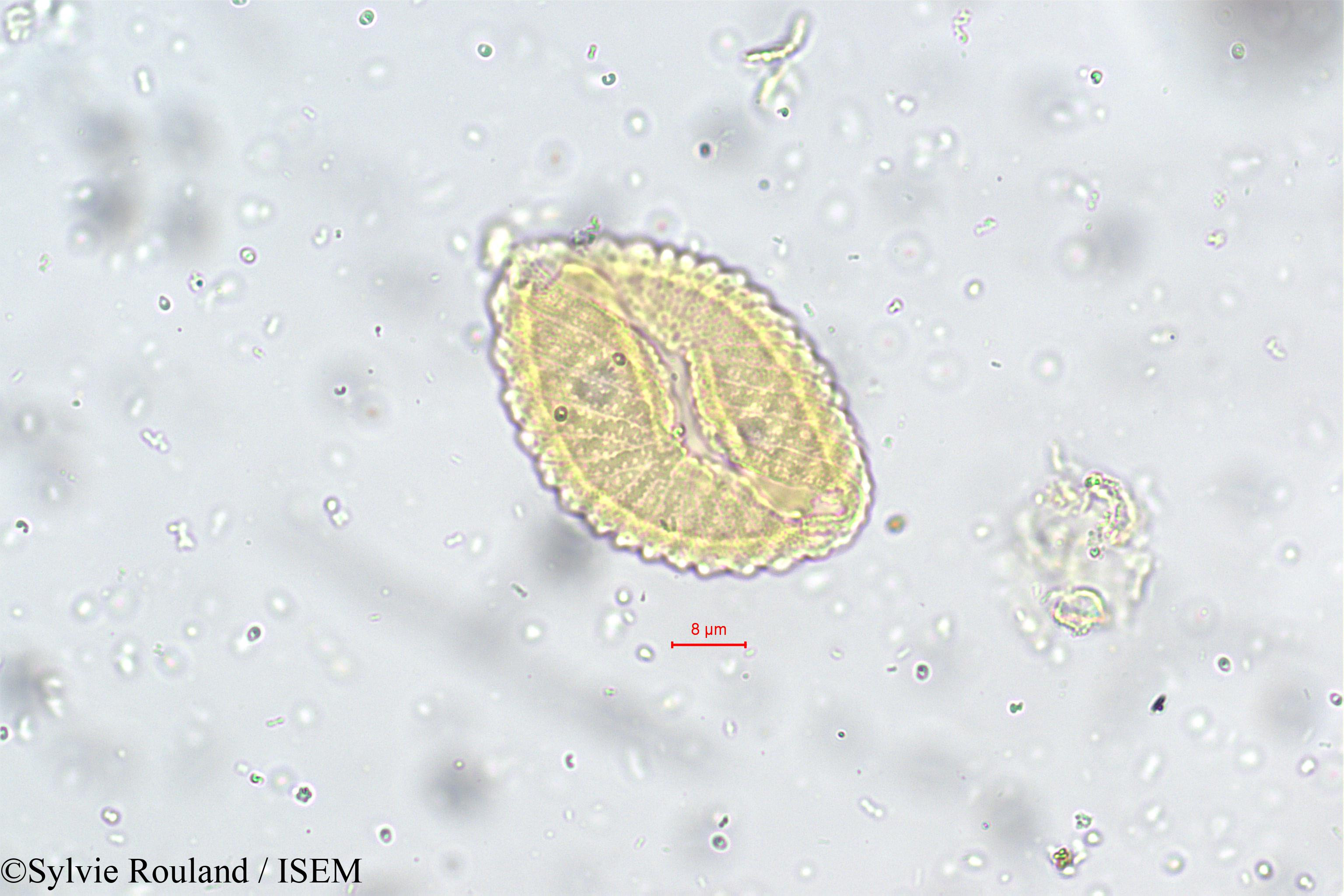 Sylvie.Rouland/Nilgirianthus_asper_5545/Nilgirianthus_asper_5545_0004(copy).jpg