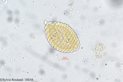 Nilgirianthus asper - lame n° 5545