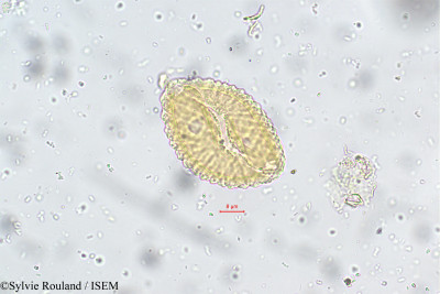 Nilgirianthus asper - lame n° 5545