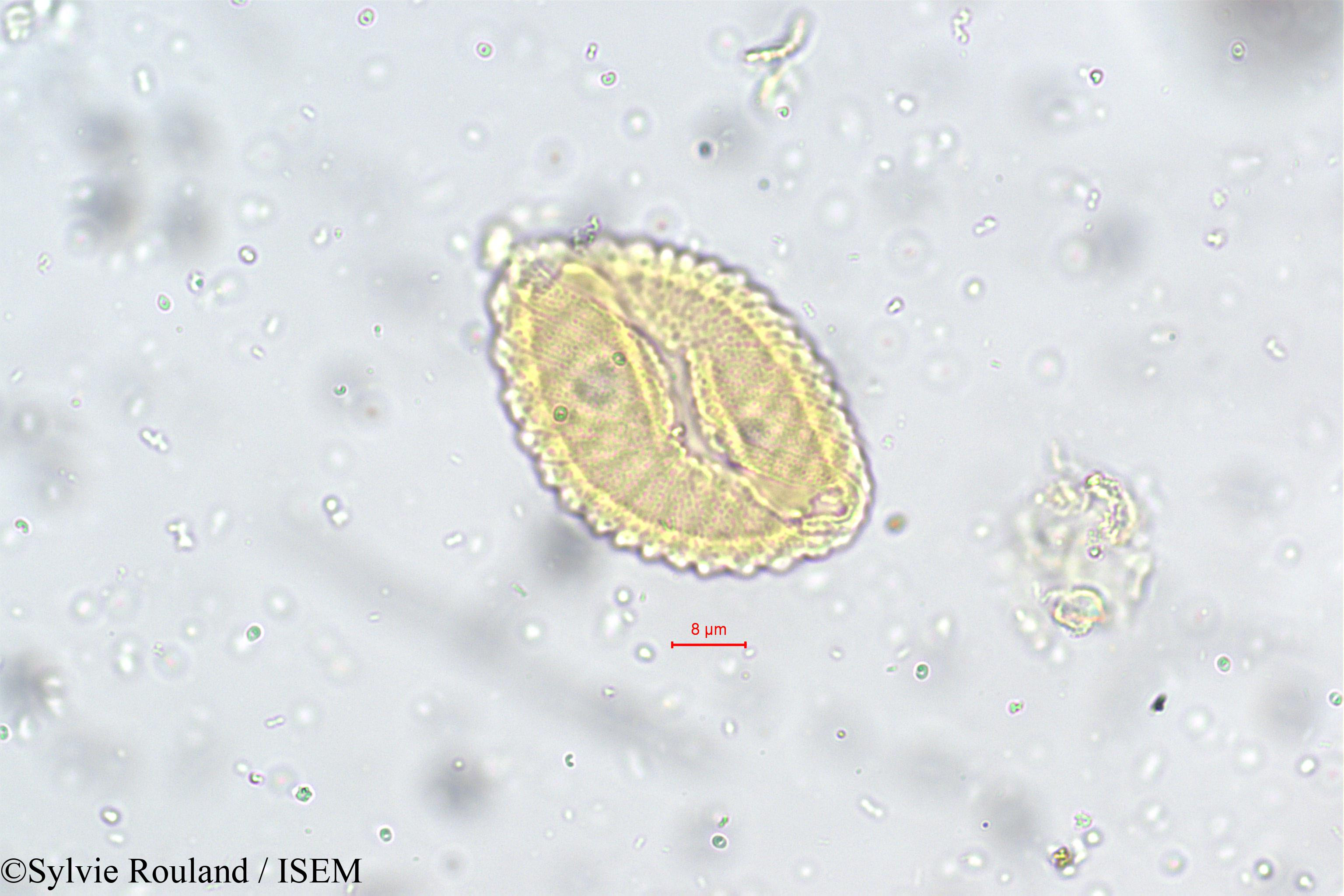 Sylvie.Rouland/Nilgirianthus_asper_5545/Nilgirianthus_asper_5545_0006(copy).jpg