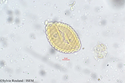 Nilgirianthus asper - lame n° 5545