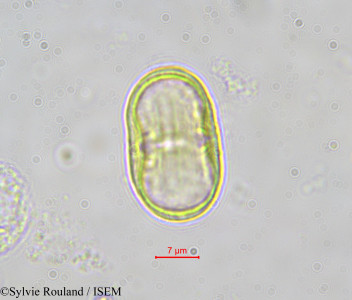 Sylvie.Rouland/Niphogeton_kalbreyeri_583/Niphogeton_kalbreyeri_583_0001(copy)_thumb.jpg