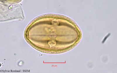 Sylvie.Rouland/Nitraria_retusa_739/Nitraria_retusa_739_0001(copy)_thumb.jpg