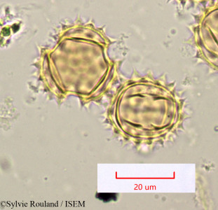 Sylvie.Rouland/Nolletia_chrysocomoides_1153/Nolletia_chrysocomoides_1153_0001(copy)_thumb.jpg