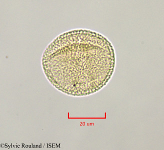 Sylvie.Rouland/Normandia_neocaledonica_47228/Normandia_neocaledonica_47228_0001(copy)_thumb.jpg