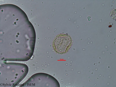 Sylvie.Rouland/Noronhia_emarginata_45178/Noronhia_emarginata_45178_0001(copy)_thumb.jpg