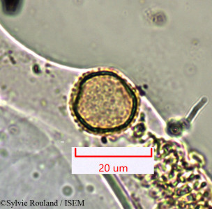 Sylvie.Rouland/Noronhia_linocerioides_1355/Noronhia_linocerioides_1355_0001(copy)_thumb.jpg