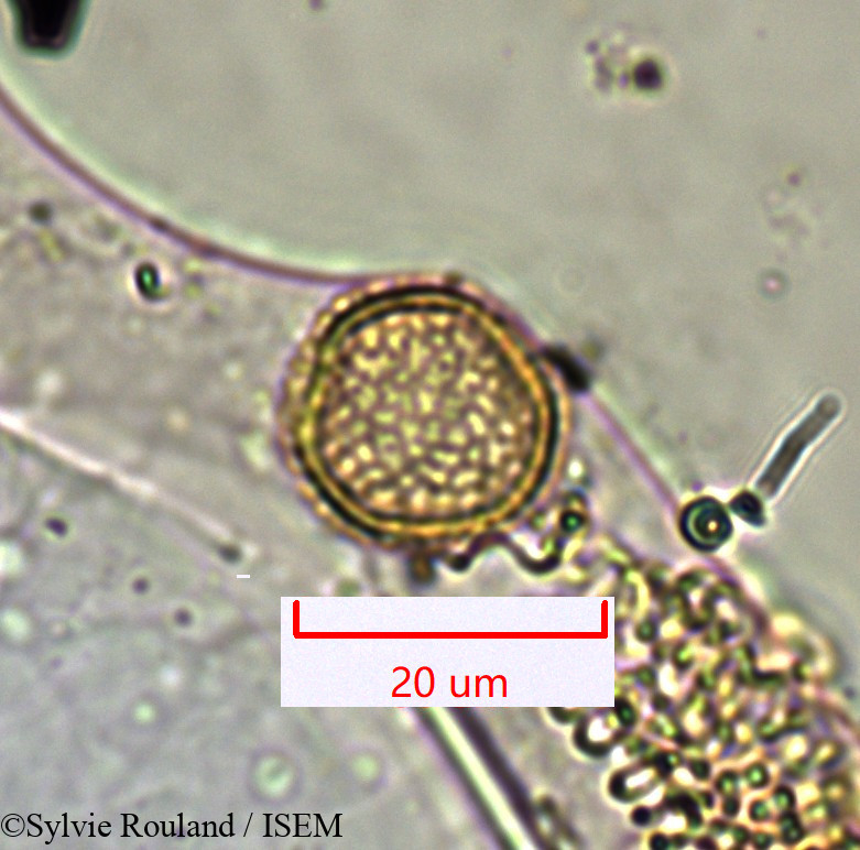 Sylvie.Rouland/Noronhia_linocerioides_1355/Noronhia_linocerioides_1355_0002(copy).jpg