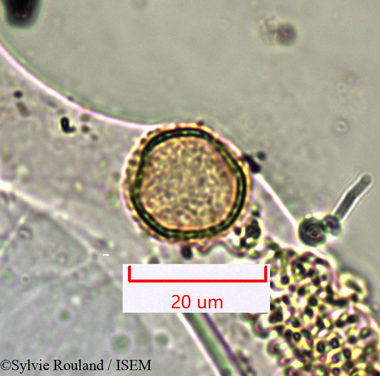 Sylvie.Rouland/Noronhia_linocerioides_1355/Noronhia_linocerioides_1355_0003(copy).jpg