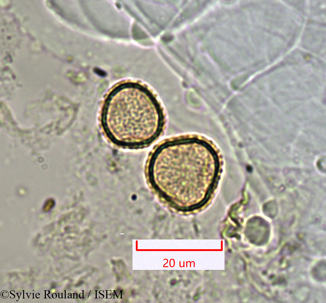 Sylvie.Rouland/Noronhia_linocerioides_1355/Noronhia_linocerioides_1355_0004(copy).jpg
