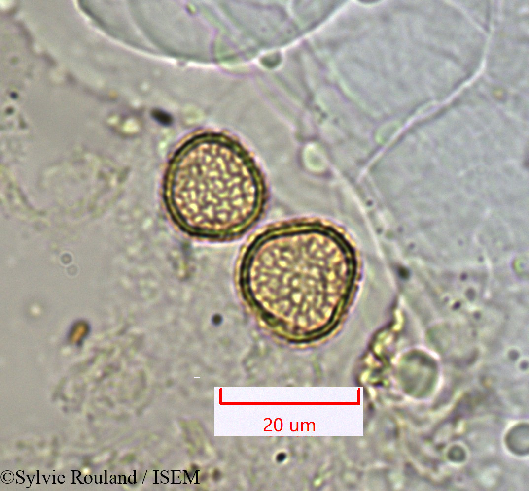 Sylvie.Rouland/Noronhia_linocerioides_1355/Noronhia_linocerioides_1355_0005(copy).jpg