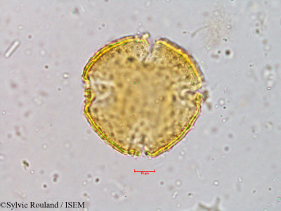 Sylvie.Rouland/Nothapodytes_foetida_3970/Nothapodytes_foetida_3970_0001(copy)_thumb.jpg