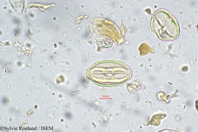 Sylvie.Rouland/Nothopegia_heyneana_5666/Nothopegia_heyneana_5666_0001(copy)_thumb.jpg