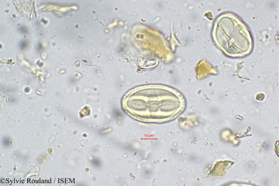 Nothopegia heyneana - lame n° 5666