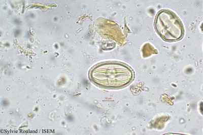 Nothopegia heyneana - lame n° 5666