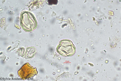 Nothopegia heyneana - lame n° 5666