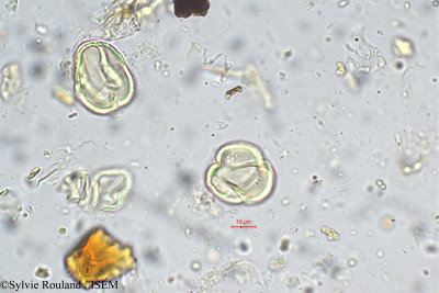 Nothopegia heyneana - lame n° 5666