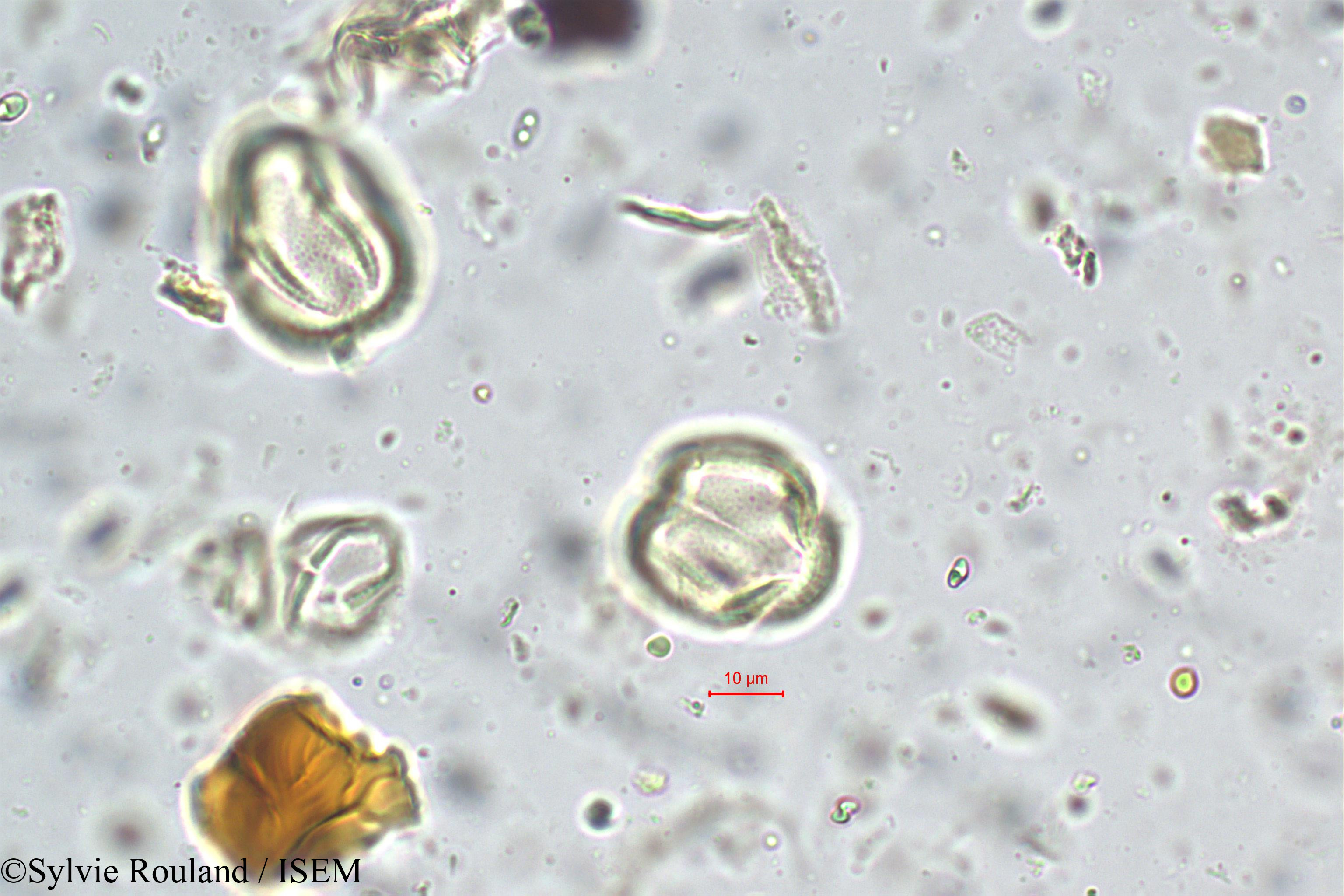 Sylvie.Rouland/Nothopegia_heyneana_5666/Nothopegia_heyneana_5666_0006(copy).jpg