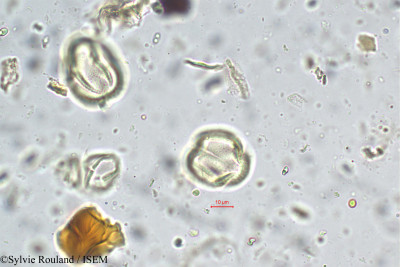 Nothopegia heyneana - lame n° 5666