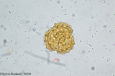 Sylvie.Rouland/Notonia_grandiflora_5146/Notonia_grandiflora_5146_0001(copy)_thumb.jpg
