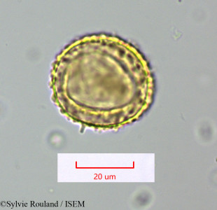 Sylvie.Rouland/Nymphaea_alba_1617/Nymphaea_alba_1617_0001(copy)_thumb.jpg