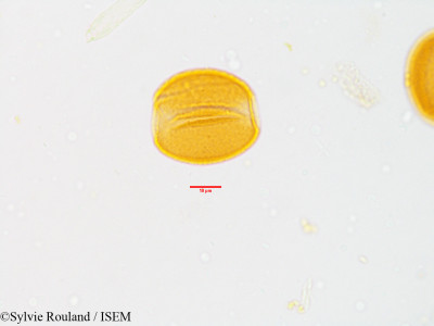 Sylvie.Rouland/Nymphaea_caerulea_3594/Nymphaea_caerulea_3594_0001(copy)_thumb.jpg