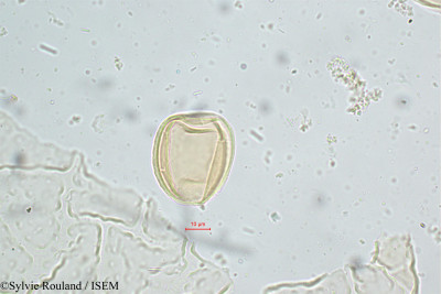 Sylvie.Rouland/Nymphaea_pubescens_5132/Nymphaea_pubescens_5132_0001(copy)_thumb.jpg