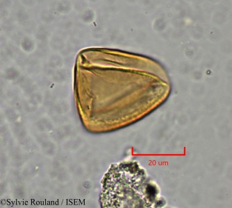 Sylvie.Rouland/Nymphaea_rufescens_2165/Nymphaea_rufescens_2165_0001(copy)_thumb.jpg