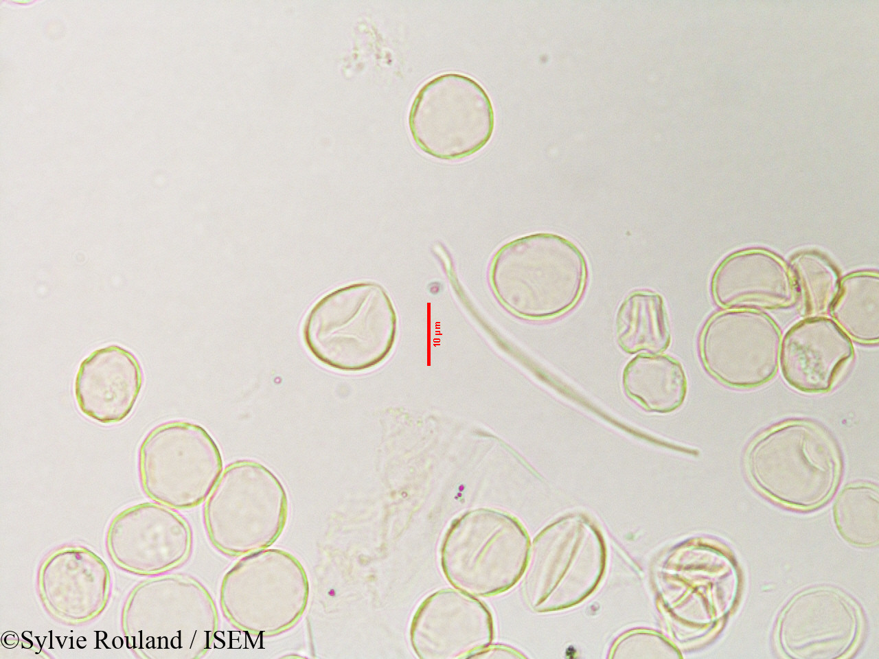 Sylvie.Rouland/Obetia_radula_3119/Obetia_radula_3119_0001(copy).jpg