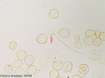 Sylvie.Rouland/Obetia_radula_3119/Obetia_radula_3119_0001(copy)_thumb.jpg
