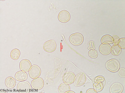 Obetia radula - lame n° 3119