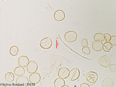 Obetia radula - lame n° 3119