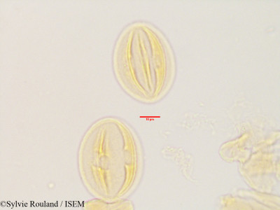 Ochna ciliata - lame n° 3448