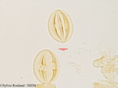 Ochna ciliata - lame n° 3448