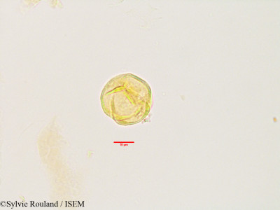 Ochna ciliata - lame n° 3448