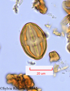 Sylvie.Rouland/Ochnella_mauritiana_1374/Ochnella_mauritiana_1374_0001(copy)_thumb.jpg